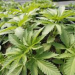 Older adults are using cannabis edibles, U of U study says