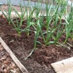 Helen Chesnut’s Garden Notes: Plots come together like a tapestry of edibles and flowers