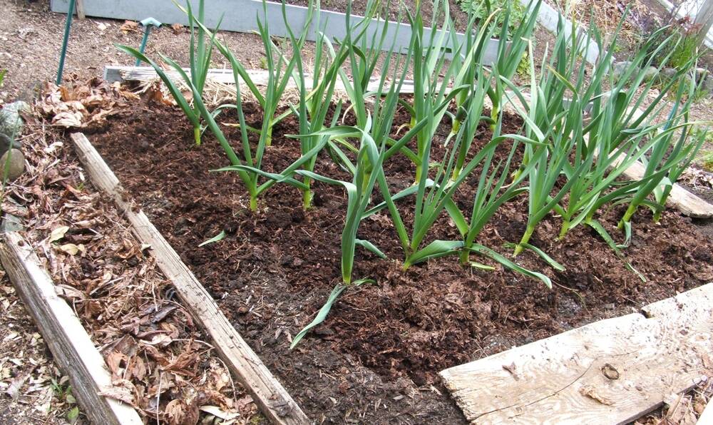 Helen Chesnut’s Garden Notes: Plots come together like a tapestry of edibles and flowers