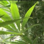 State lawmakers end special session without passing new rules for hemp-based THC drinks, edibles