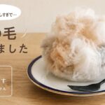Japan now has “edible cat fur” for people who really love felines