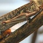 Field Cricket Becomes South Korea’s 10th Edible Insect