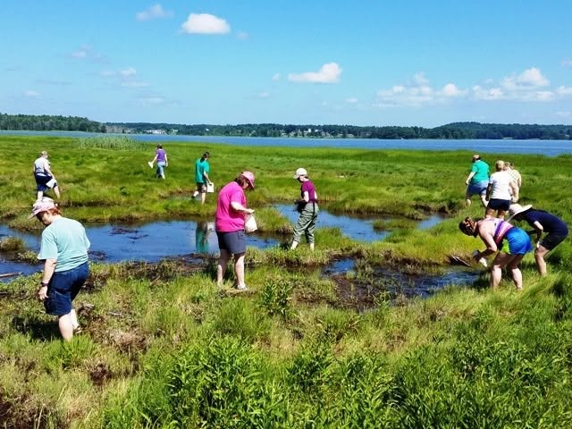 Seacoast Wild Edibles Workshop Offered July 11 by NH’s Becoming an Outdoors Woman Program