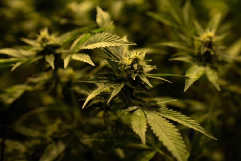 Oklahoma Limits Edible THC And Bans Kid-Friendly Packaging