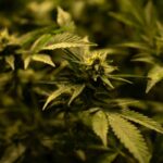 Oklahoma Limits Edible THC And Bans Kid-Friendly Packaging