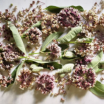 Wild Edibles & Plant ID Walk