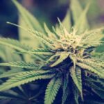 $8M worth of illicit cannabis seized in four separate enforcement actions in B.C.