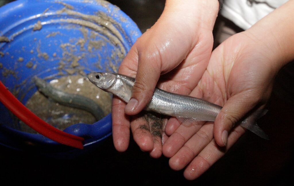Swarms of tiny, slimy, edible fish to return to SoCal beaches this week