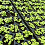 Edible Garden expands Walmart distribution in Mid-Atlantic