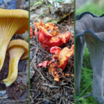 3 edible mushrooms that are easy to identify