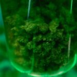 Authorities reportedly discover ‘large amount’ of weed, $47,494 in Ohio home,
