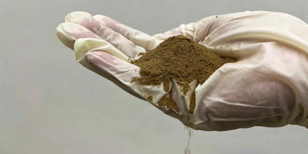 Lords of the flies: Thailand’s edible insect innovators