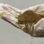 Lords of the flies: Thailand’s edible insect innovators