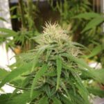 Vernon cannabis warehouse among 4 raided by provincial unit