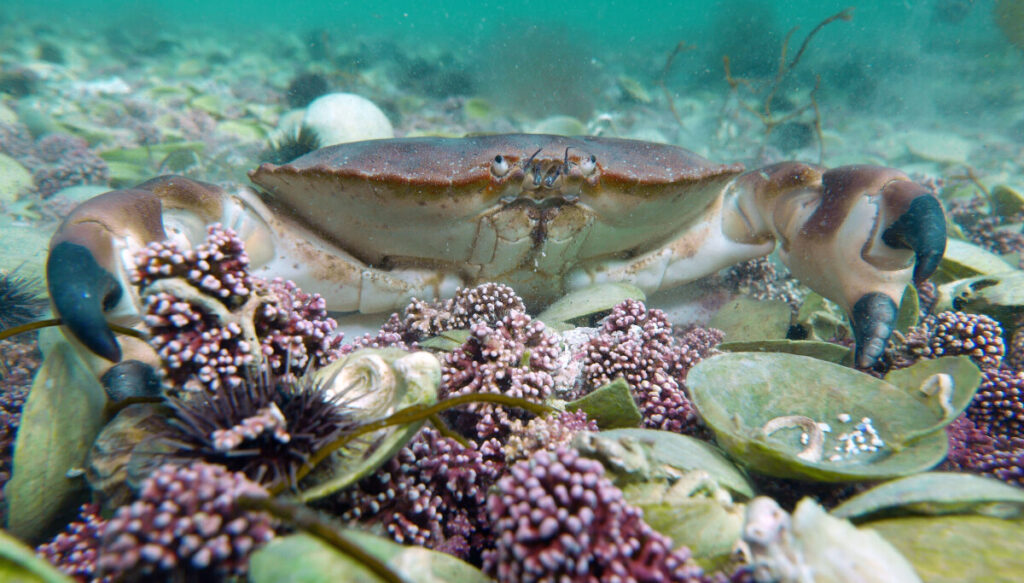 The Edible Crab Keeps Moving Northwards