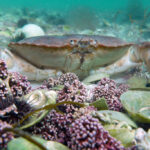 The Edible Crab Keeps Moving Northwards