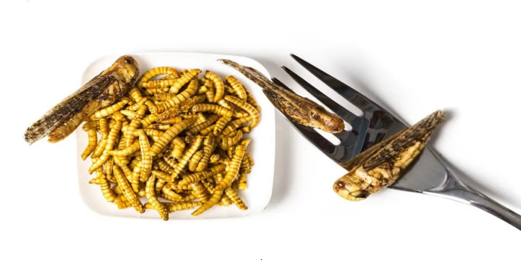IAEA project to look at edible insect safety