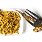 IAEA project to look at edible insect safety