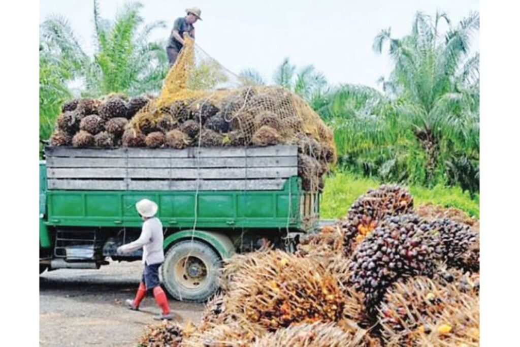 Why geopolitics drive push for edible oil self-sufficiency