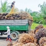 Why geopolitics drive push for edible oil self-sufficiency