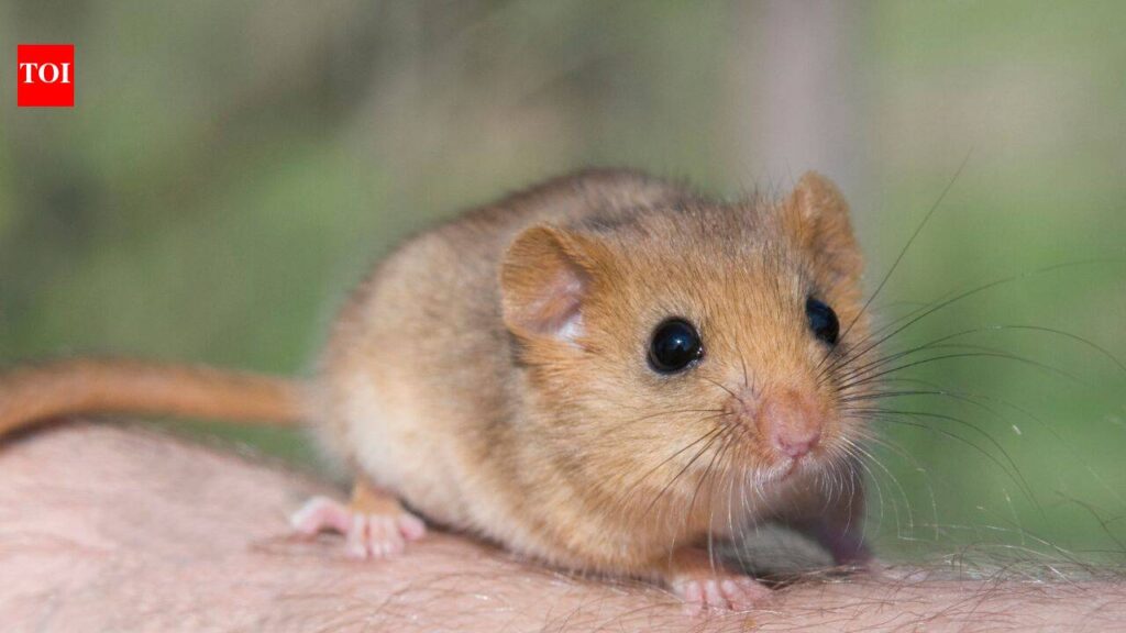 In 1902, edible dormice were released at an English estate; by 2018 Britain had an estimated 23,000, and the government now pays £40 per hectare a year to control damage to trees, crops and nesting birds