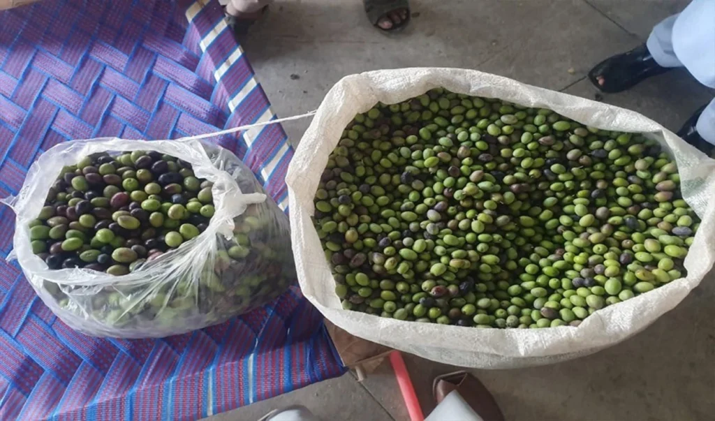 Pakistan expands olive cultivation to cut $4 billion edible oil import bill
