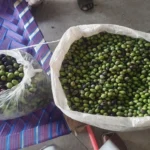 Pakistan expands olive cultivation to cut $4 billion edible oil import bill