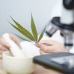 CBD and THC: New study reveals surprising interaction