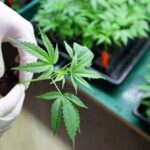 Are Cannabis Tastes Shifting To Premium Products At Organigram (TSX:OGI)?