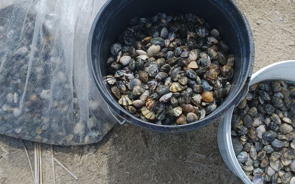 Chinese nationals arrested for illegally gathering 32 kilos of edible shellfish