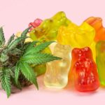 Cannabis Edibles Impair Driving Even Below Legal THC Limits