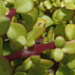 Spekboom is nutritious, water‑wise and edible