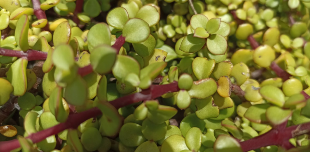 Spekboom is nutritious, water-wise and edible – so why aren’t more South Africans eating it?