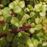 Spekboom is nutritious, water-wise and edible – so why aren’t more South Africans eating it?