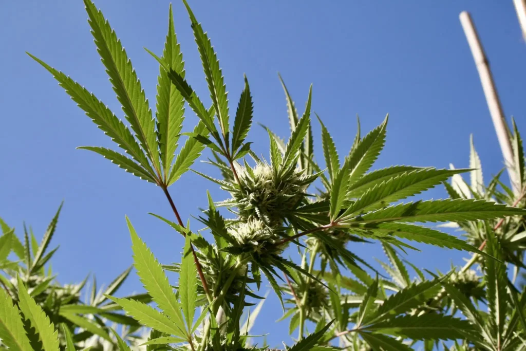 California Governor Signs Marijuana Bill Adding New Packaging And Labeling Requirements For THC Edibles And Drinks