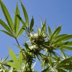 California Governor Signs Marijuana Bill Adding New Packaging And Labeling Requirements For THC Edibles And Drinks