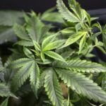 Cannabis Smokers May Need More Anaesthesia During Surgery